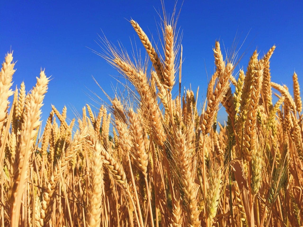 Vengrija siekia atnaujinti diskusijas dėl GMO reguliavimo