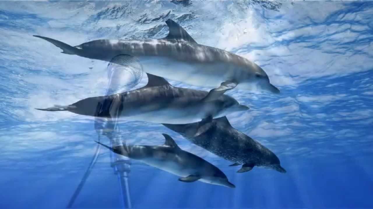 Mokslininkai Meksikos įlankos delfinų kūnuose rado narkotikų