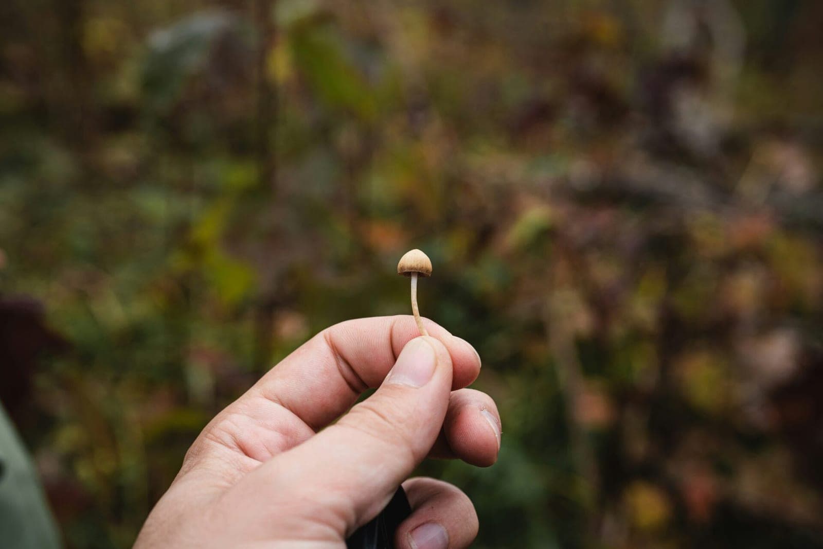 Pavartojęs psichodelinių grybų vyras nusipjovė lytinius organus