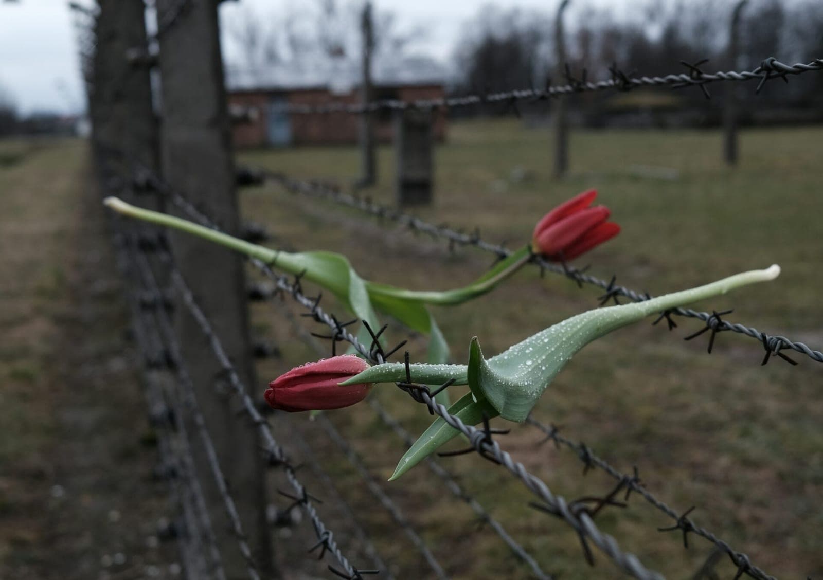 Lenkija oficialiai įtvirtino Voluinės žudynių atminimą – Kijevui siunčiamas istorinis signalas
