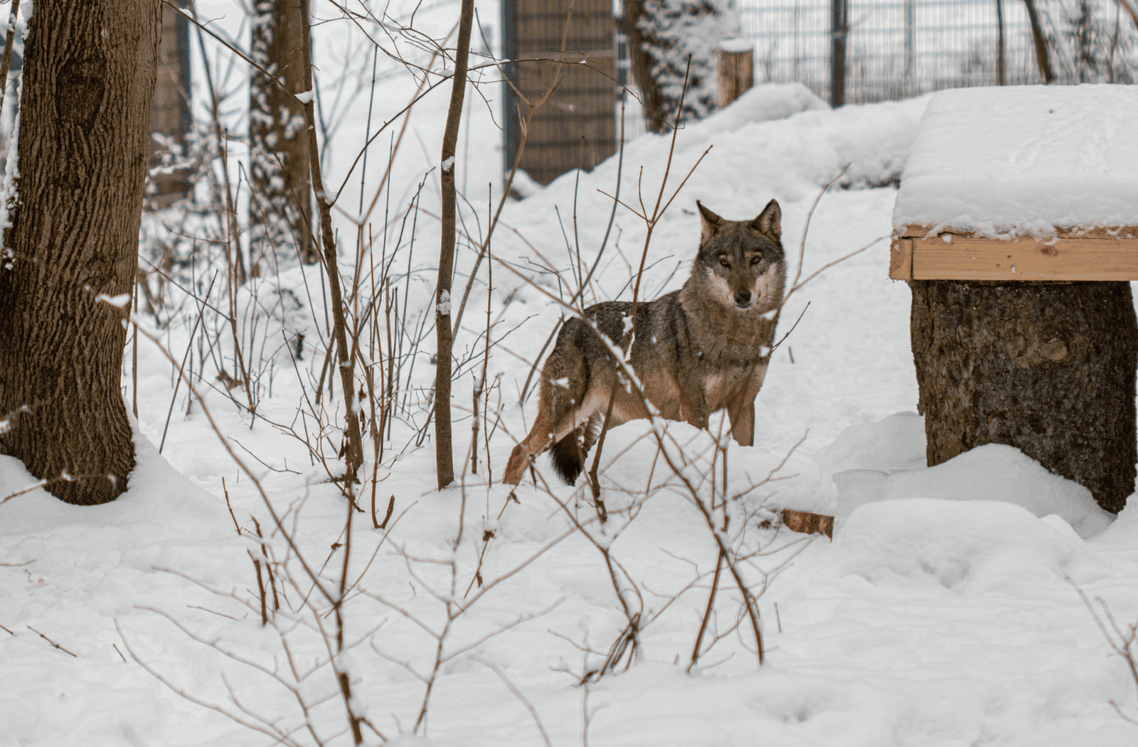 Metai Lietuvos zoologijos sode: naujos rūšys, šimtai jauniklių ir tarptautinis pripažinimas