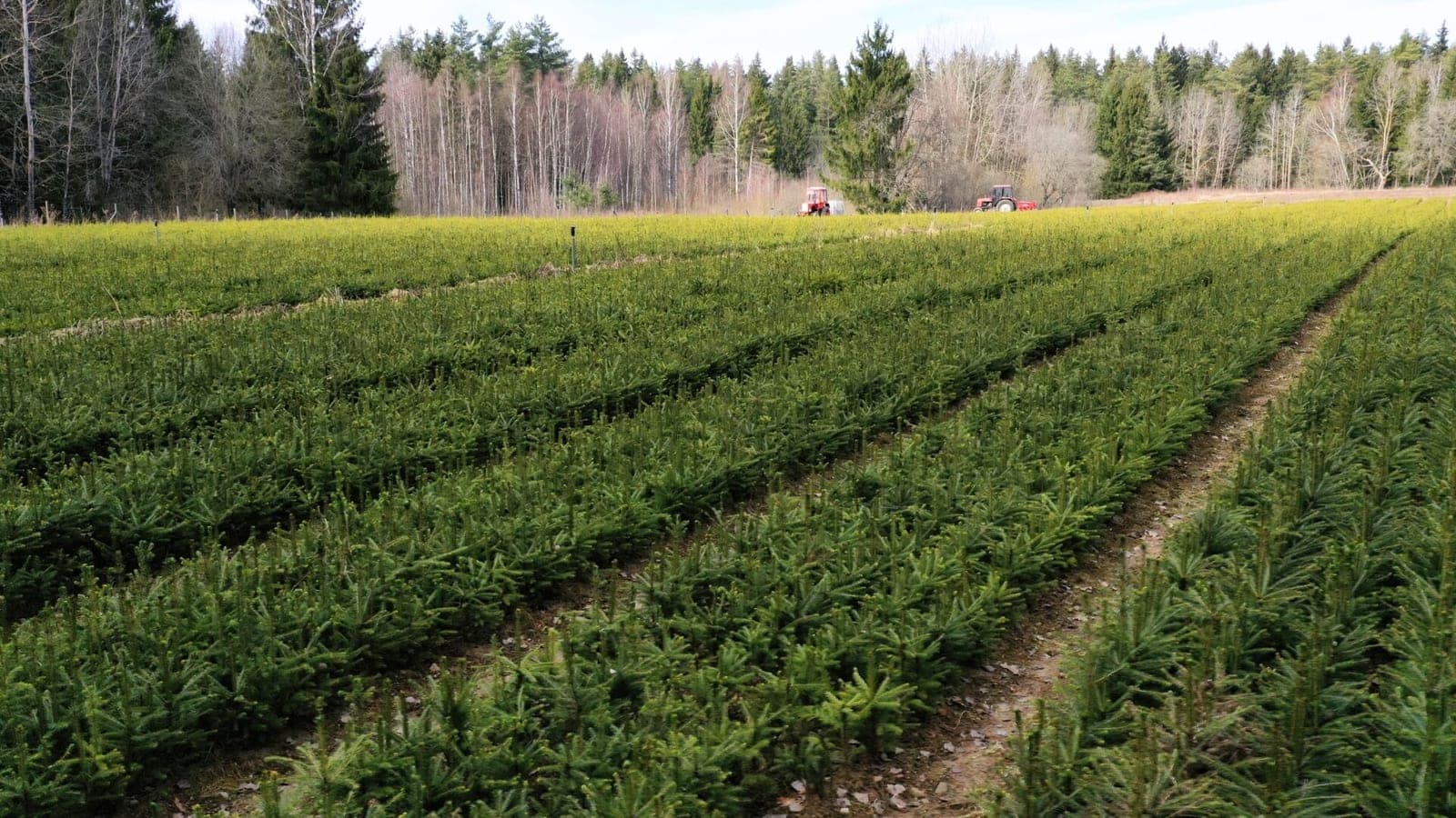 Nemenčinės medelynas po atnaujinimo užaugins iki 7 mln. sodmenų per metus
