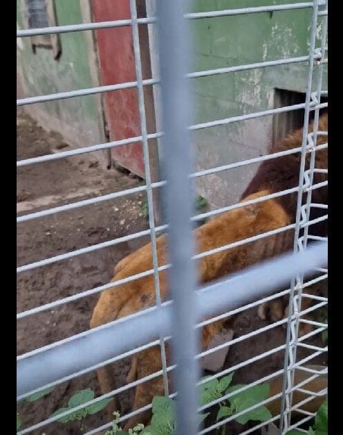 Klaipėdos zoologijos sode – audra dėl 20-mečio liūto būklės: aplinkosaugininkai ir sodas pateikia skirtingas versijas