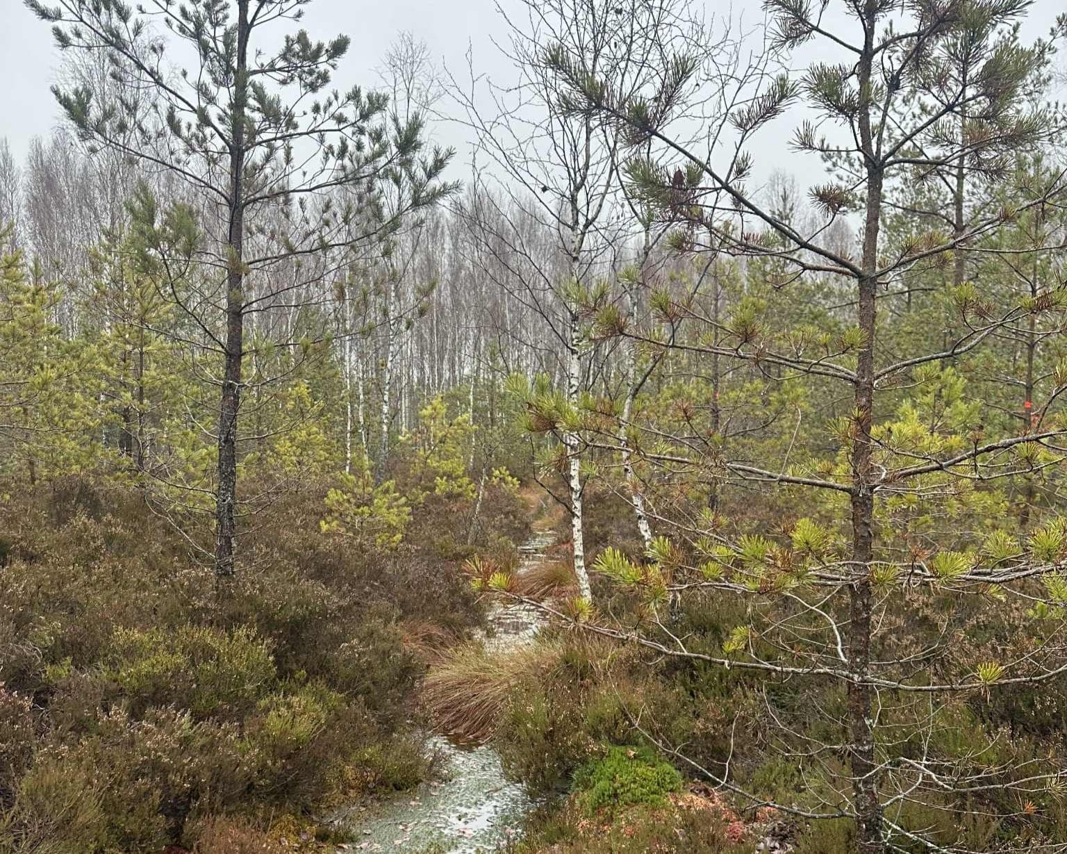 Pasaulinė pelkių diena: pelkės, kurias verta aplankyti