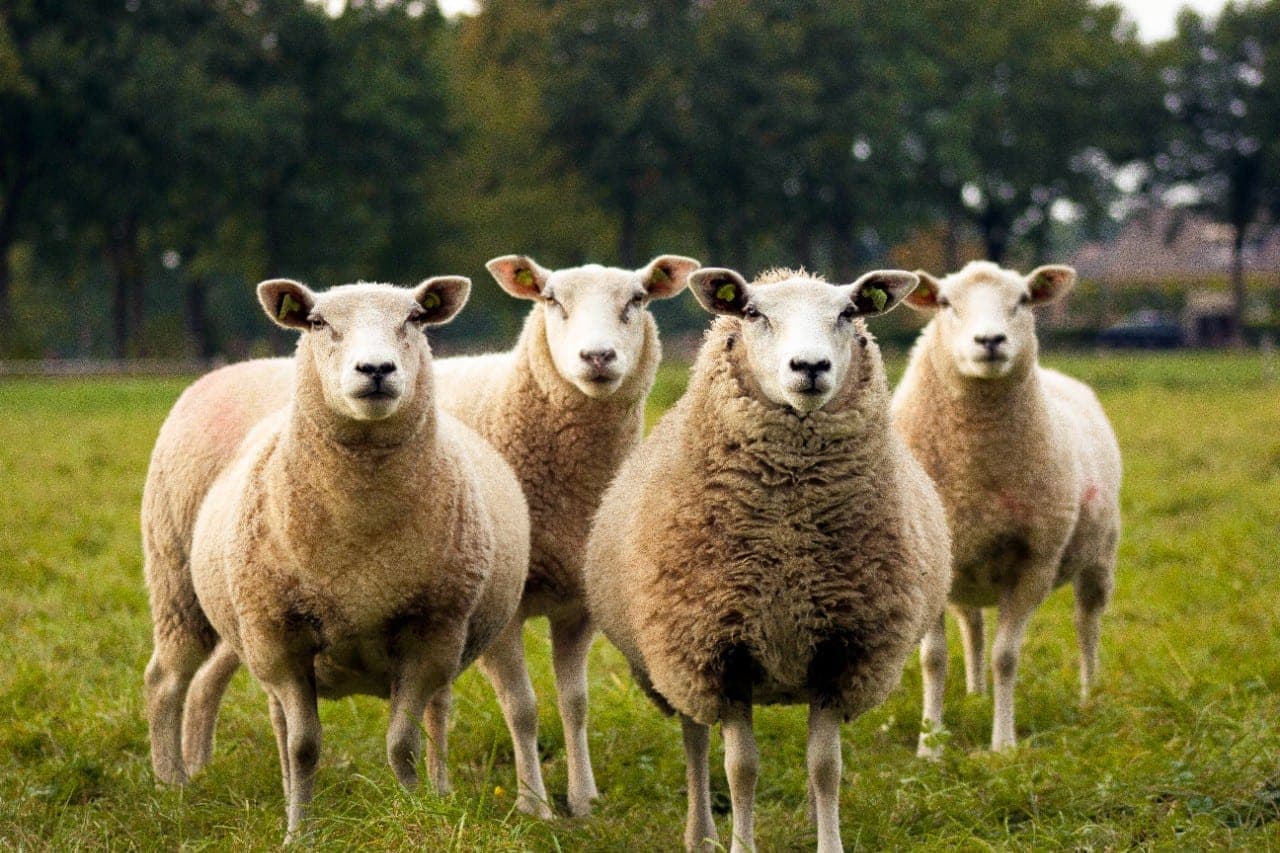 Molėtiškiai kuria vilnos imperiją – jų produkcija jau ir užsienyje