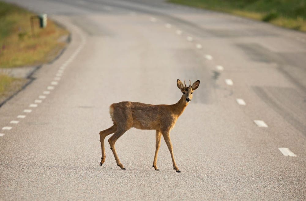 Prieš ilgąjį Velykų savaitgalį – įspėjimas vairuotojams: prasideda susidūrimų su gyvūnais pikas