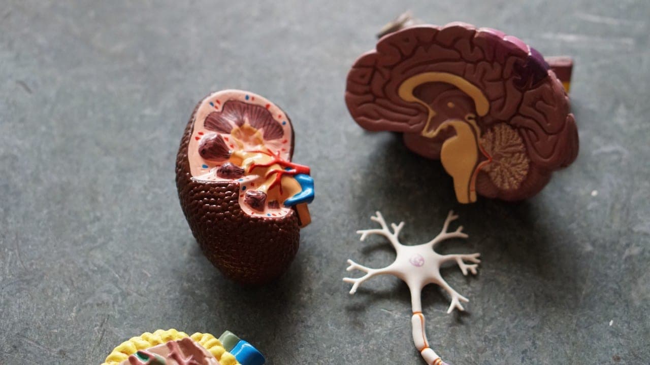 Gauti įrodymai, jog virusai gali iššaukti Alzheimerį
