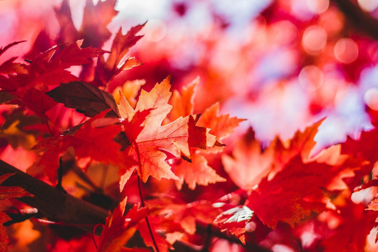 10 rudens veiklų visai šeimai – kad ilgėjantys vakarai džiugintų