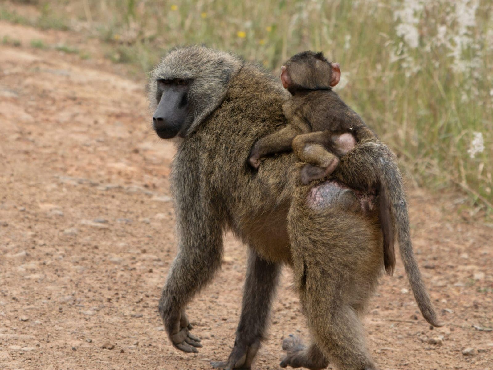 Zoologijos sodas nužudė 12 babuinų - „neturėjo pakankamai vietos"