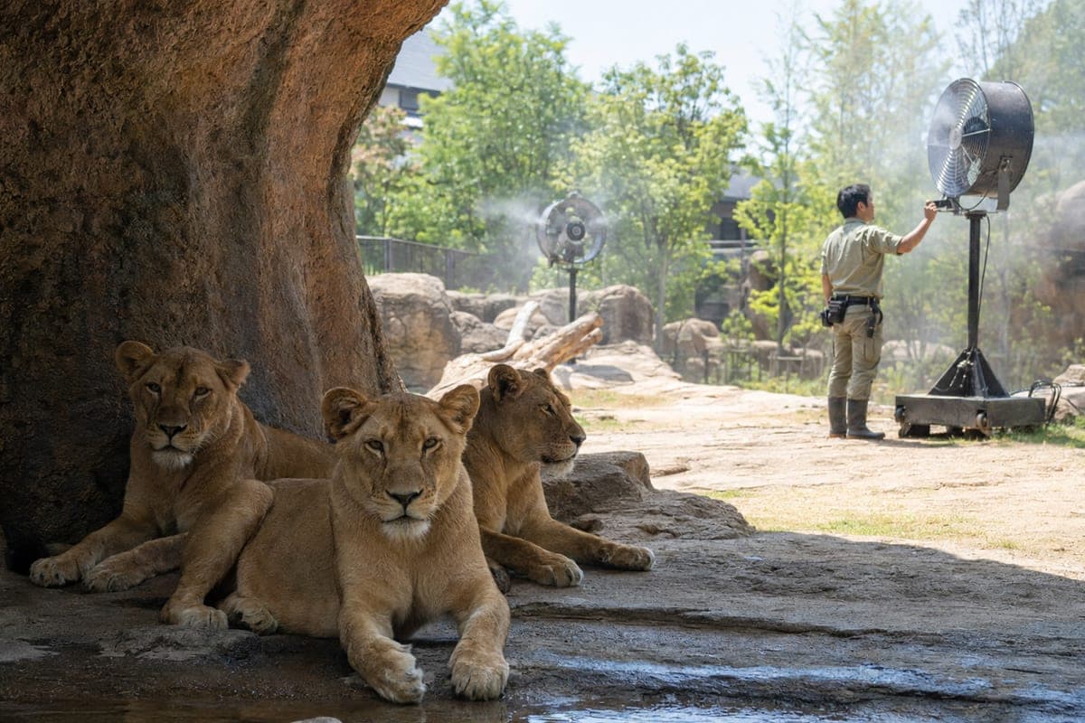 Afrikos karščius pažįstantys plėšrūnai neatlaikė Tokijo vasaros: zoologijos sode nugaišo trys liūtės