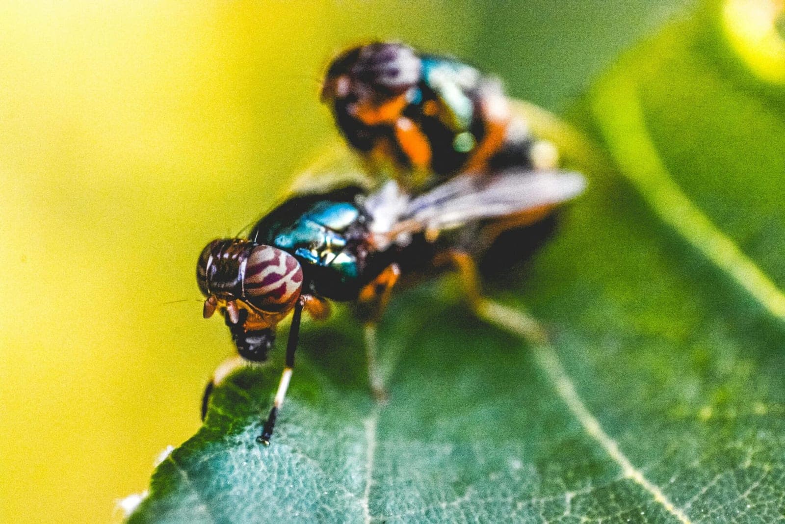 Mirtinas mėsa mintantis parazitas pirmą kartą aptiktas žmogaus organizme
