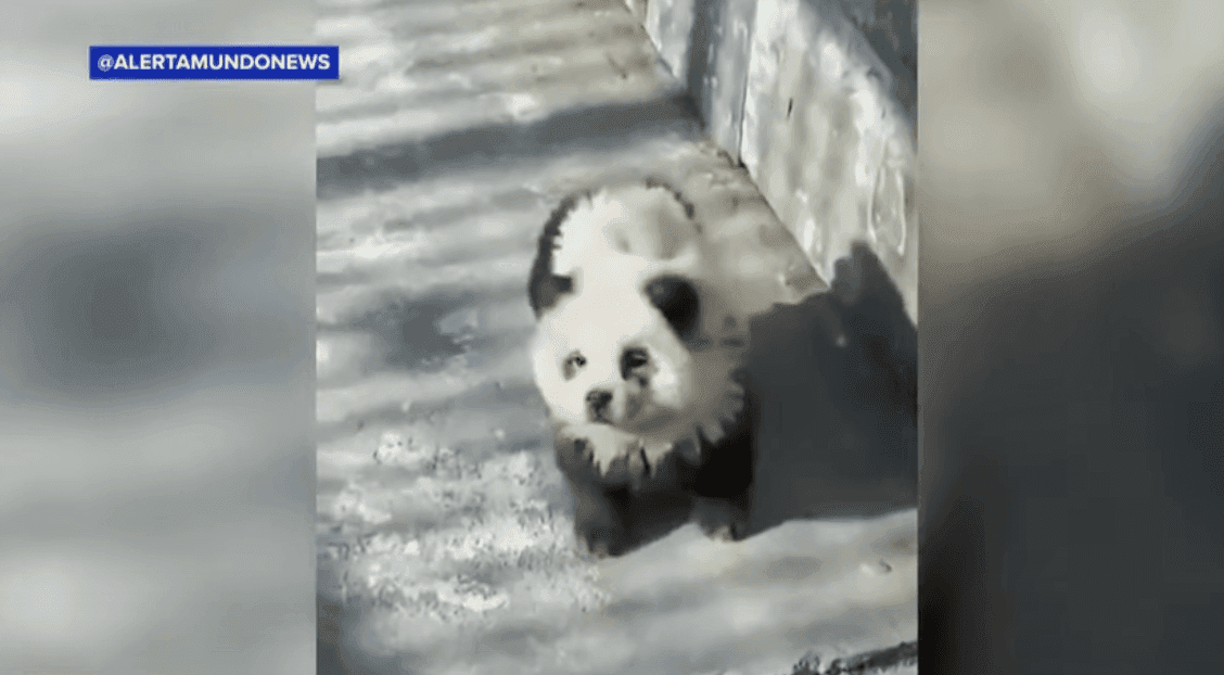 Zoologijos sode apgaulė – pandomis paversti šunys