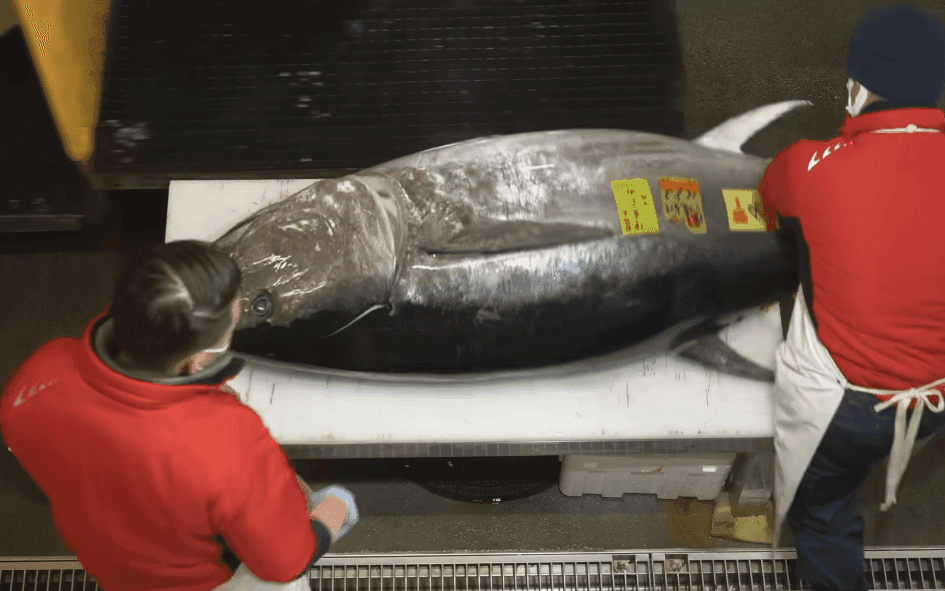 Rekordinis tunas: 243 kilogramus sverianti žuvis parduota už 3,2 milijono dolerių