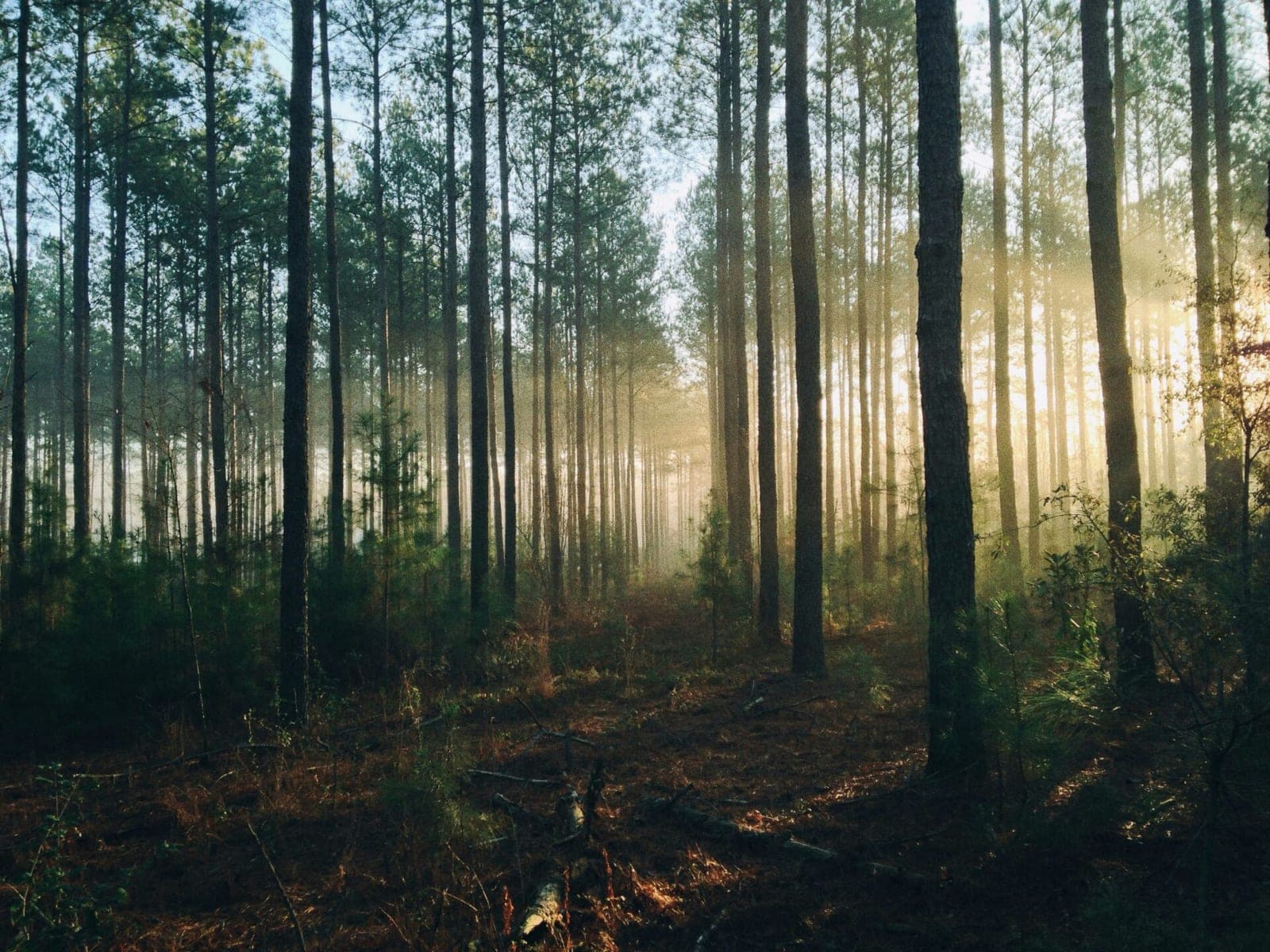 Kasime bunkerius ir kirsime miškus? Poilsinių namelių tema – šone, ruošiama „dirva” bunkeriams