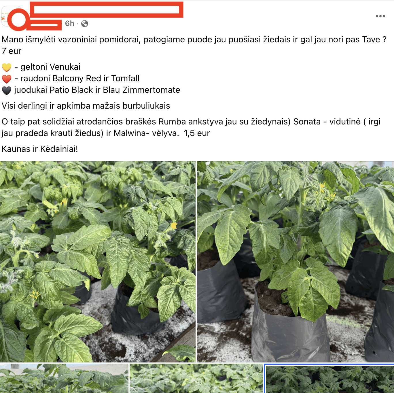 Kaunietė neteko žado: pomidoro daigas už 7 eurus – ar mes išprotėjome?