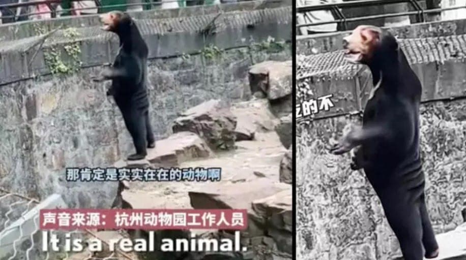 Žaibiškai plinta vaizdas iš zoologijos sodo: lokiu aprengtas žmogus? Valdžia turėjo pasiaiškinti...