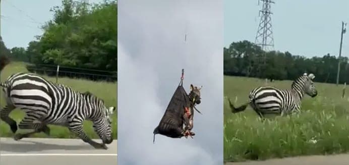 Pabėgęs zebras po savaitės paieškų pargabentas sraigtasparnio pagalba