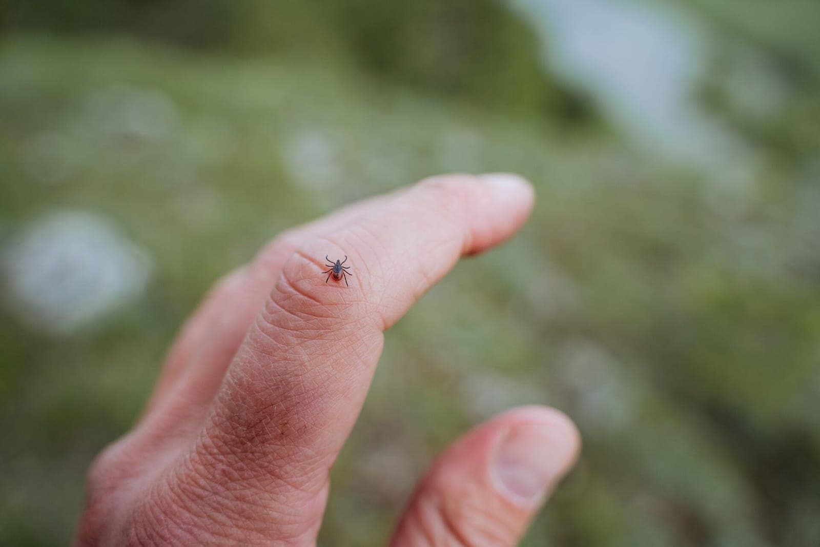 Erkės jau aktyvios: jų galima sutikti net miesto parkuose ar prie namų