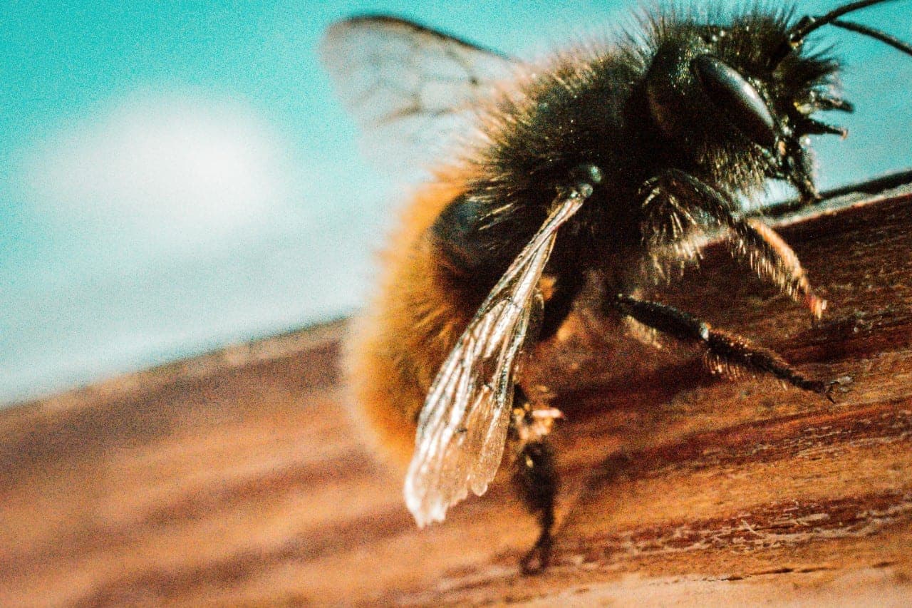 Bičių stebėjimui naudojami mažyčiai radaro lustai ir dronai