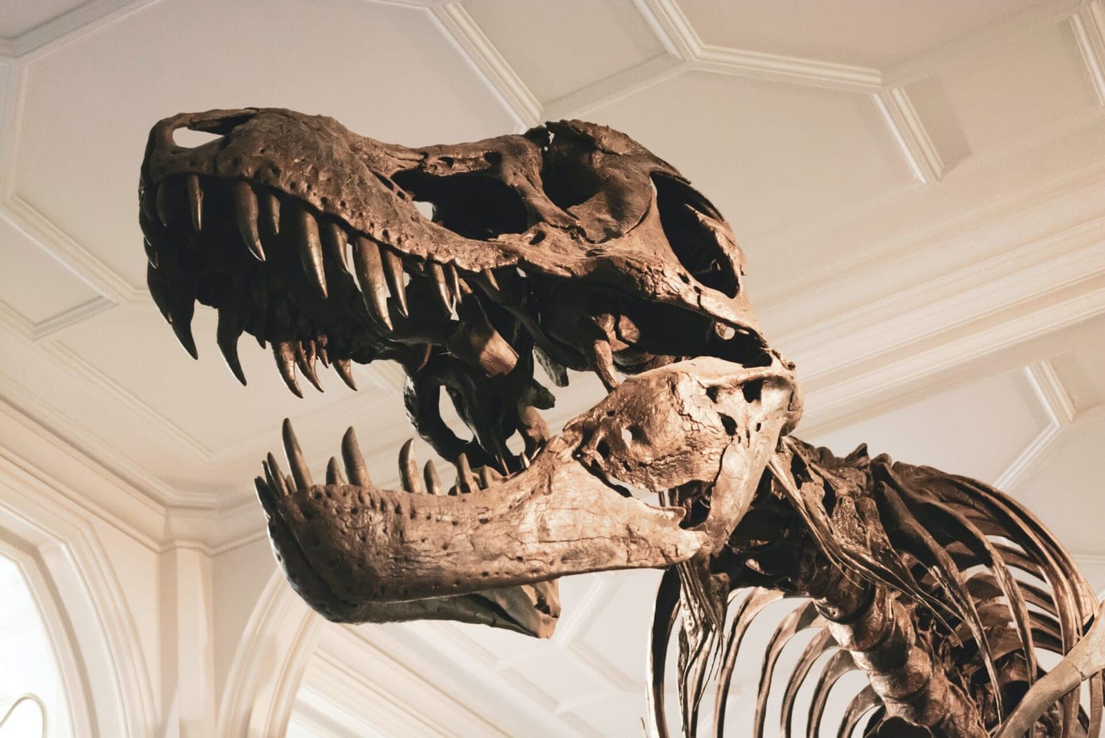 Vyras savo kieme aptiko milžinišką dinozauro skeletą