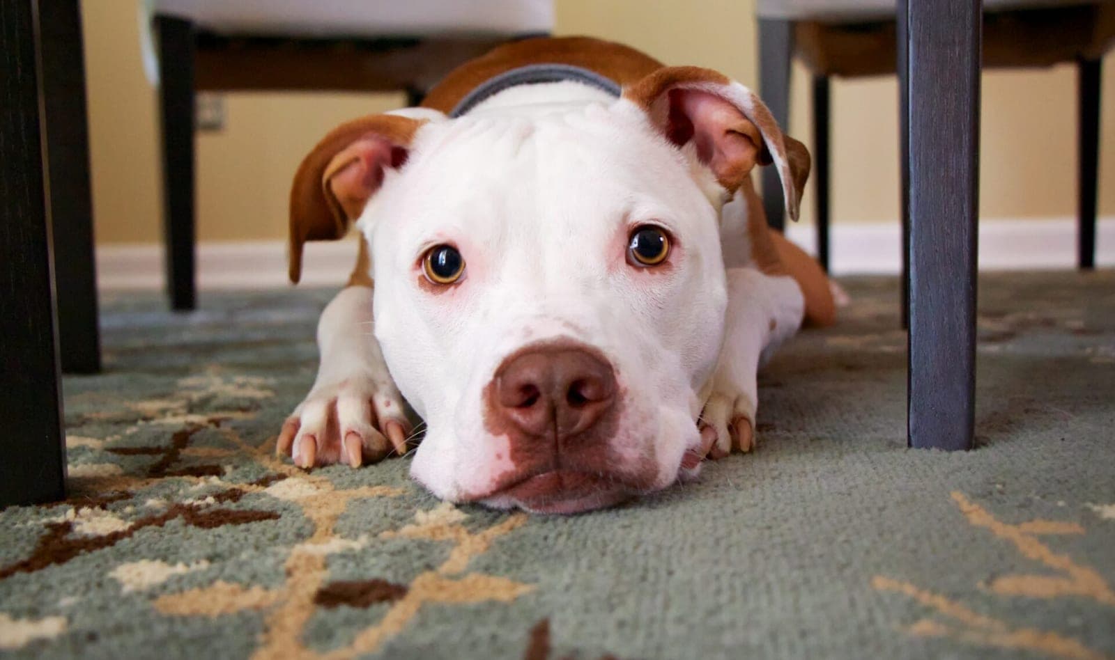 Kaip pašalinti augintinių paliktas dėmes: laiko patikrintos gudrybės