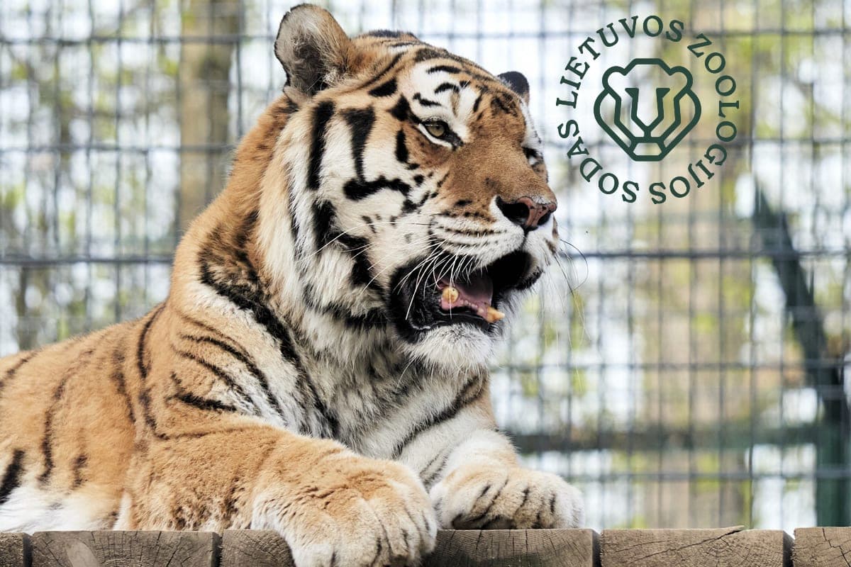 Lietuvoje pirmą kartą vyks tarptautinis renginys „Svajų naktis zoologijos sode“