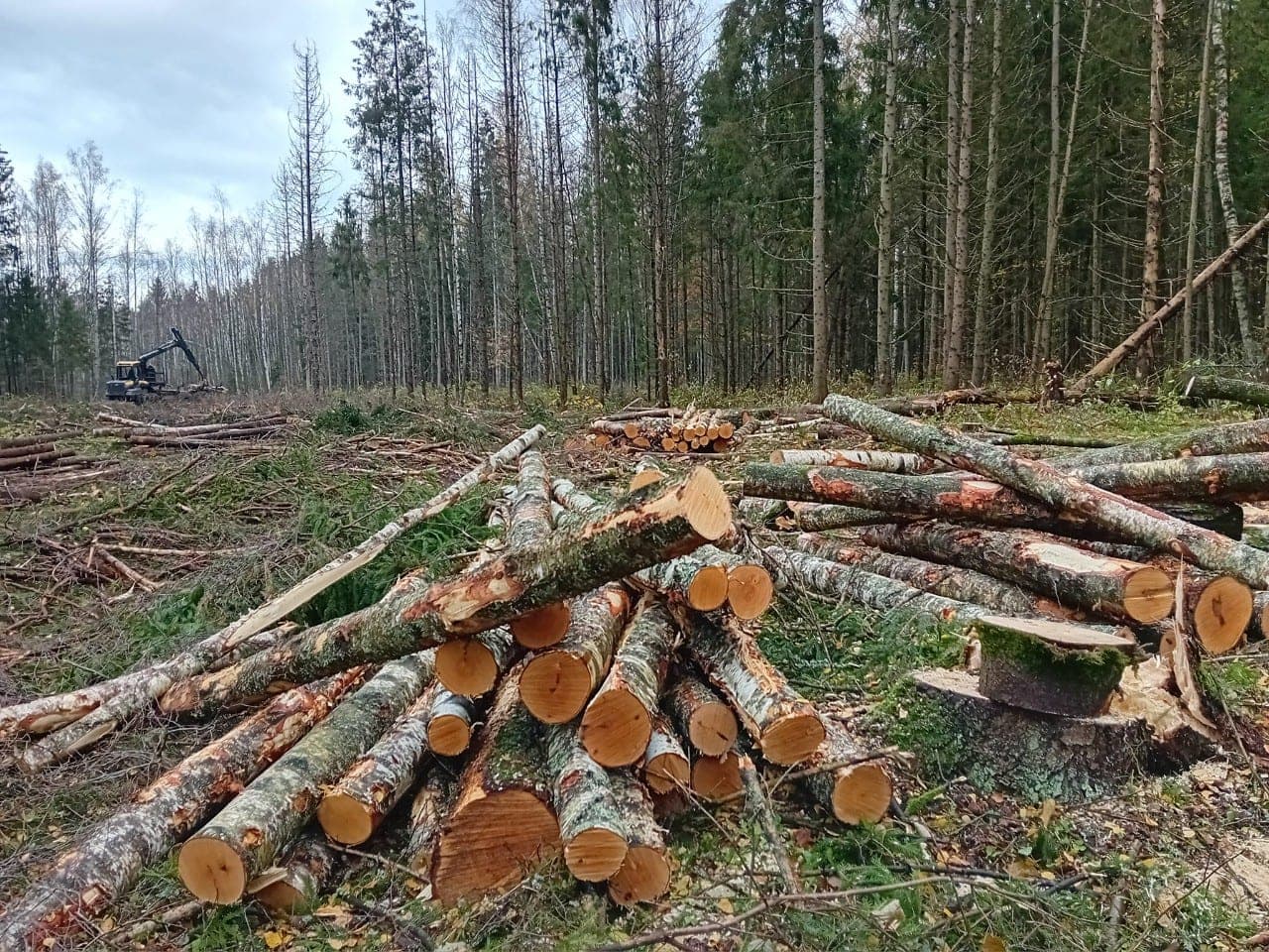 Medžių kirtėjai įsisuko ir į miškų draustinius: ar nebeliko nieko švento?