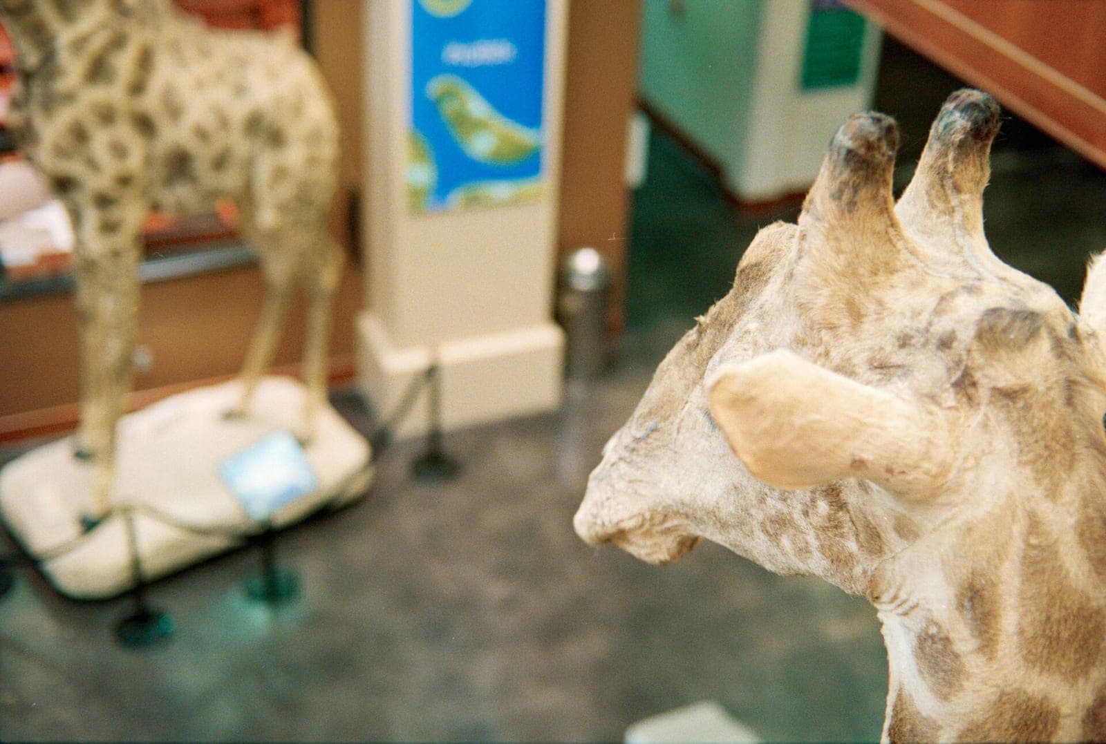 Tado Ivanausko zoologijos muziejus kviečia švęsti kartu: lankytojų laukia nemokamas įėjimas ir netikėta naujovė