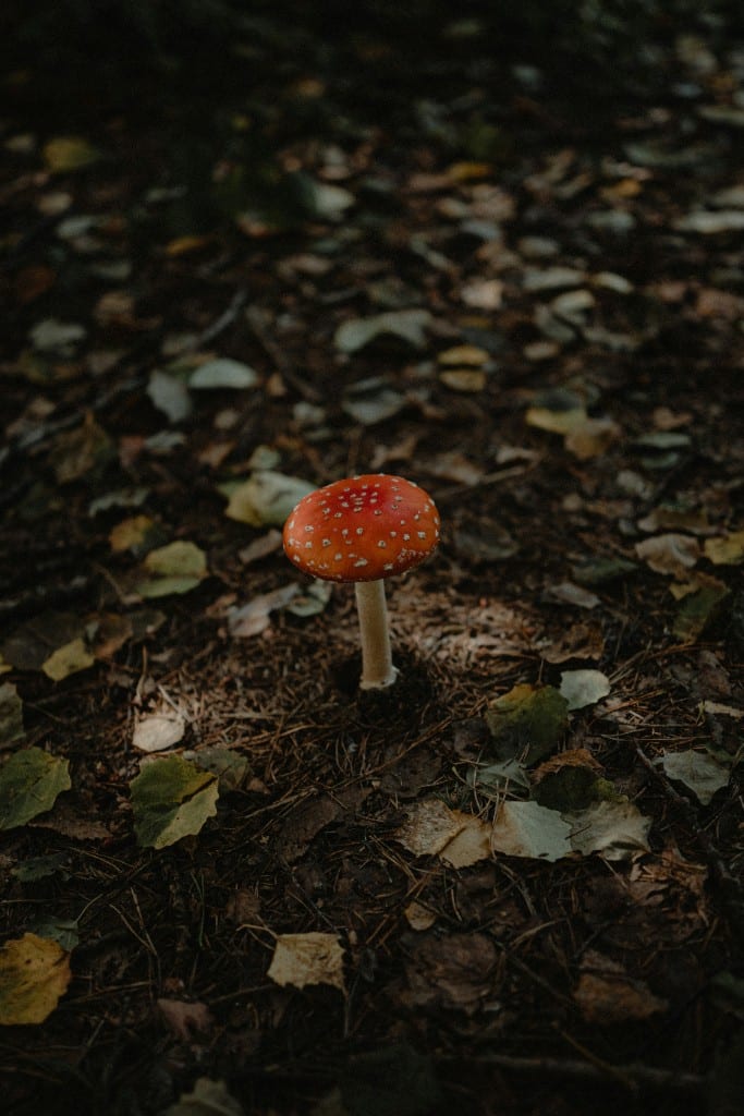 Musmirė