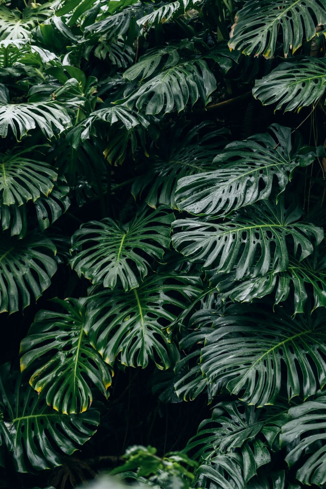 Monstera
