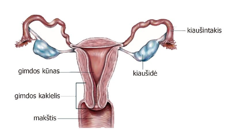 gimdos kaklelis
