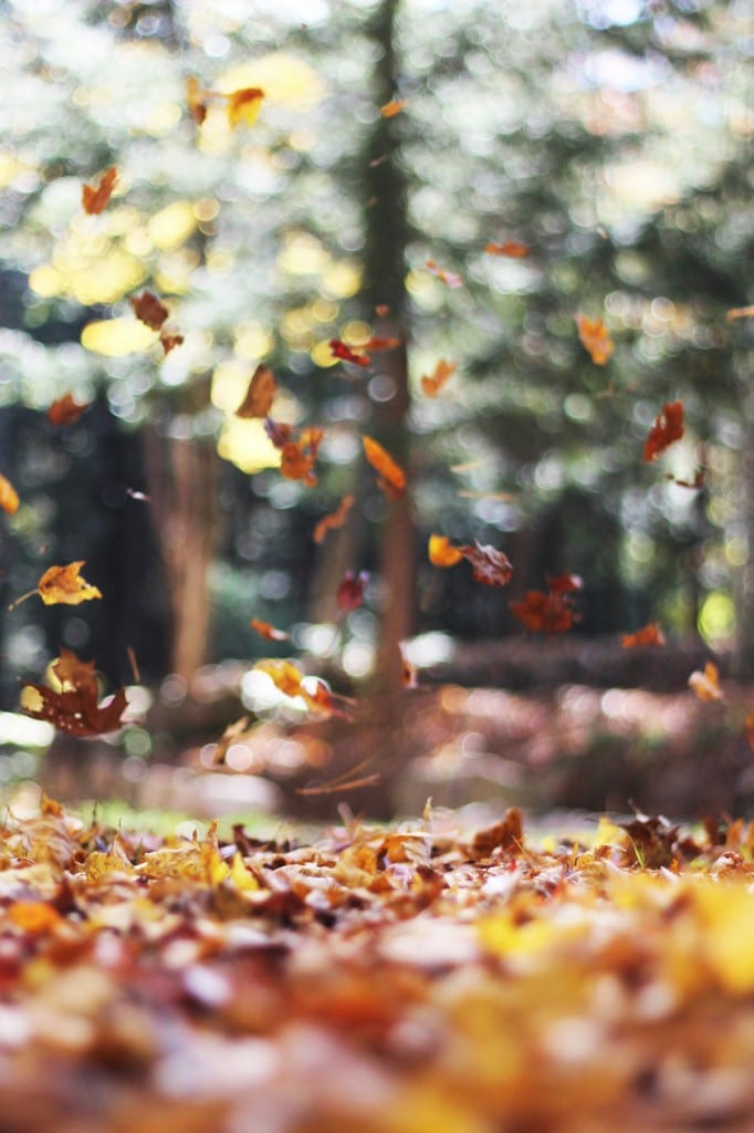 Rudens sezono spalvos