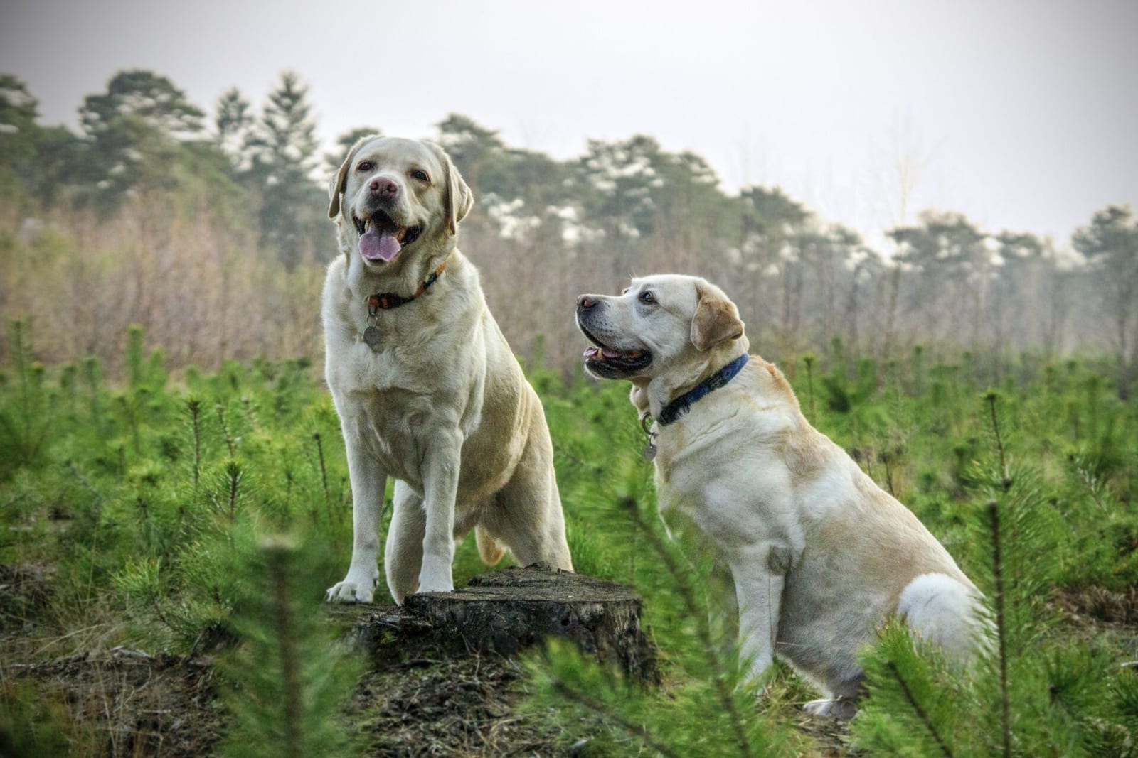 Labradorai