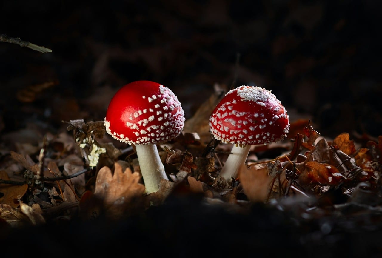 Raudonosios musmirės