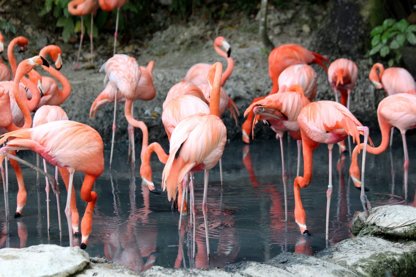 Flamingai