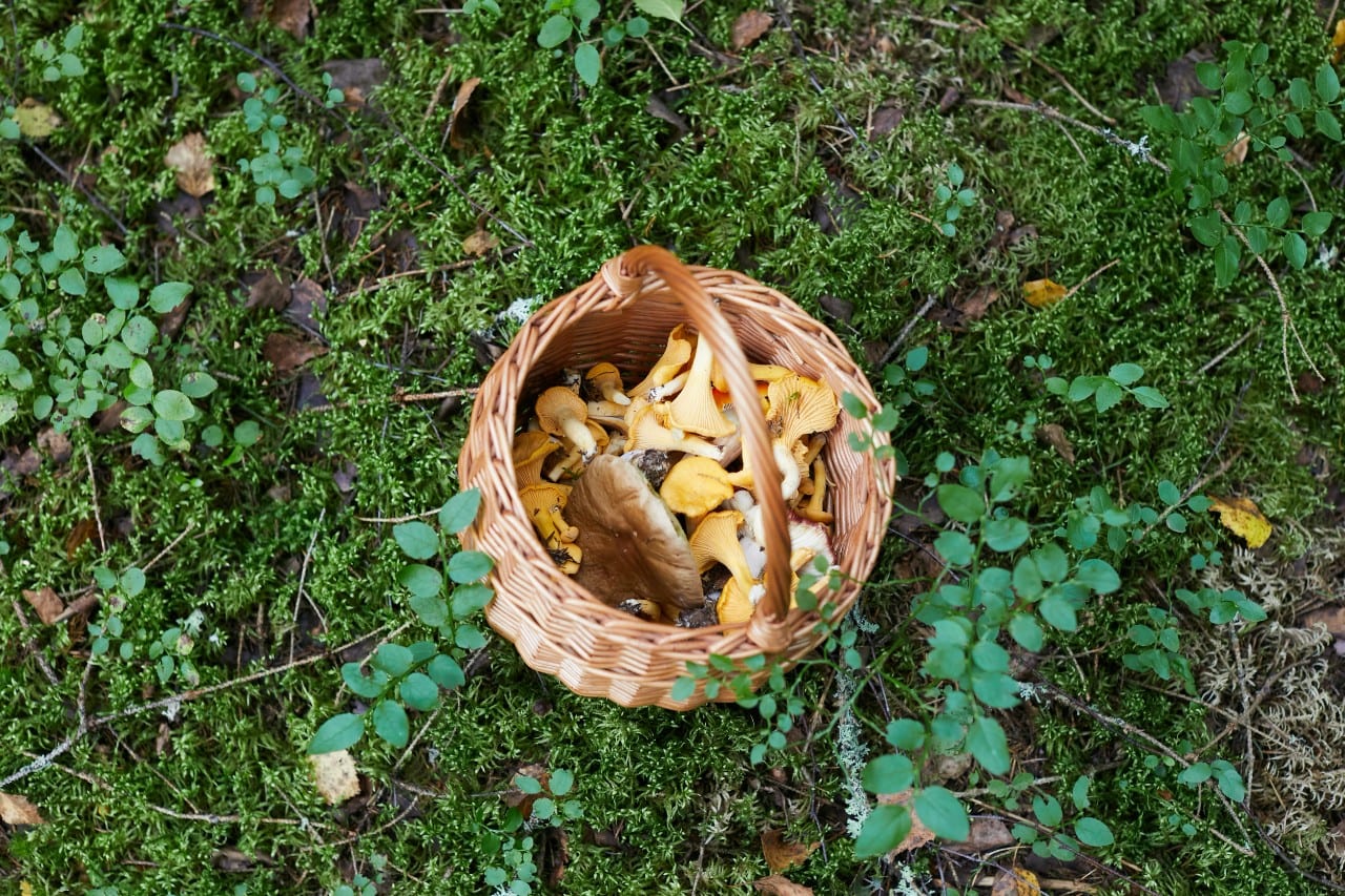 grybai