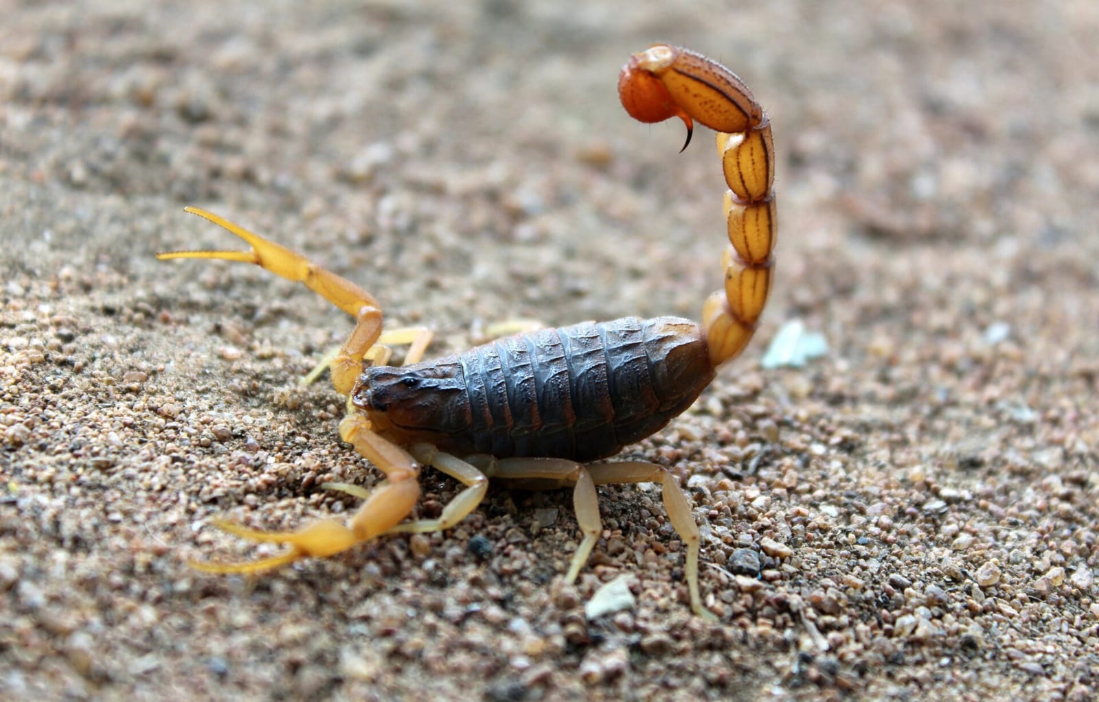 Skorpionas