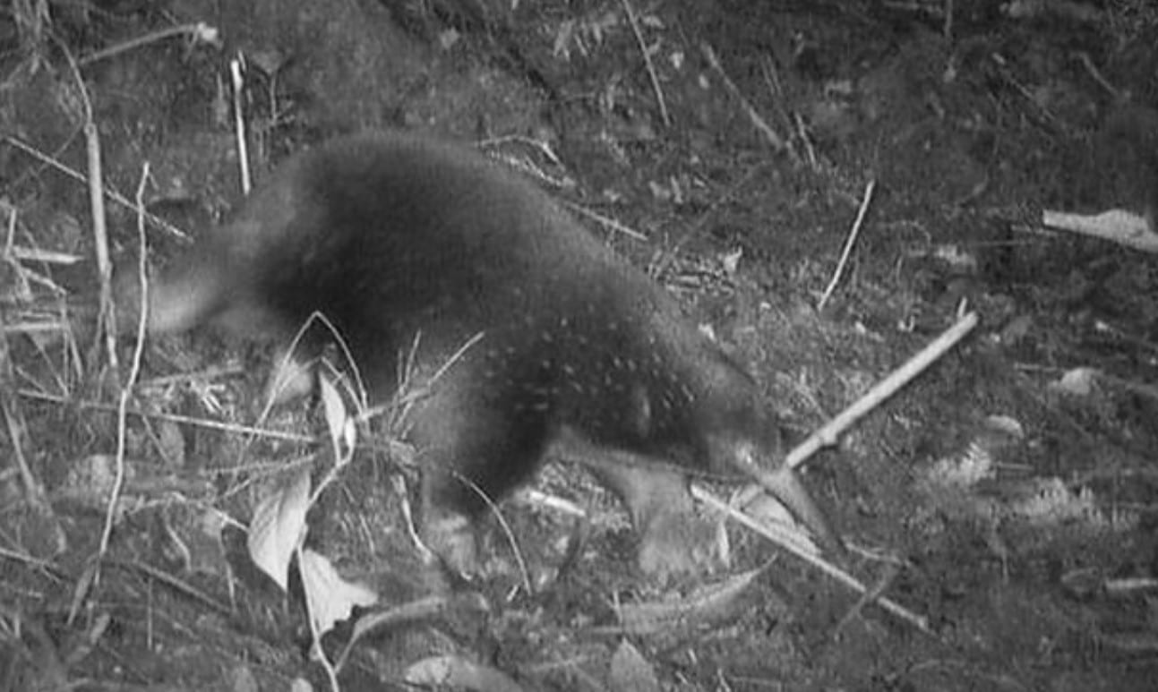 Attenborough ilgasnapė echidna
