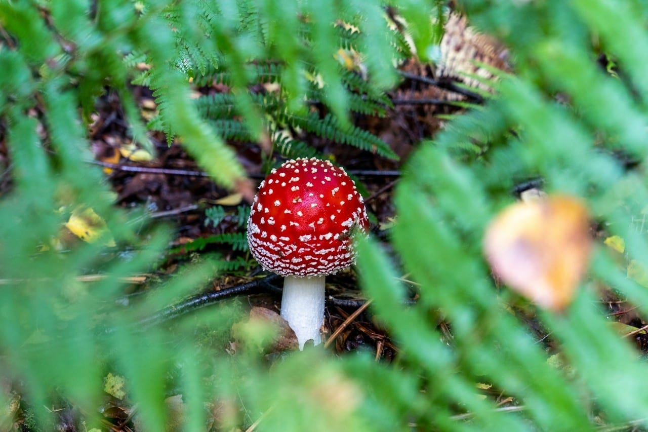 Musmirė