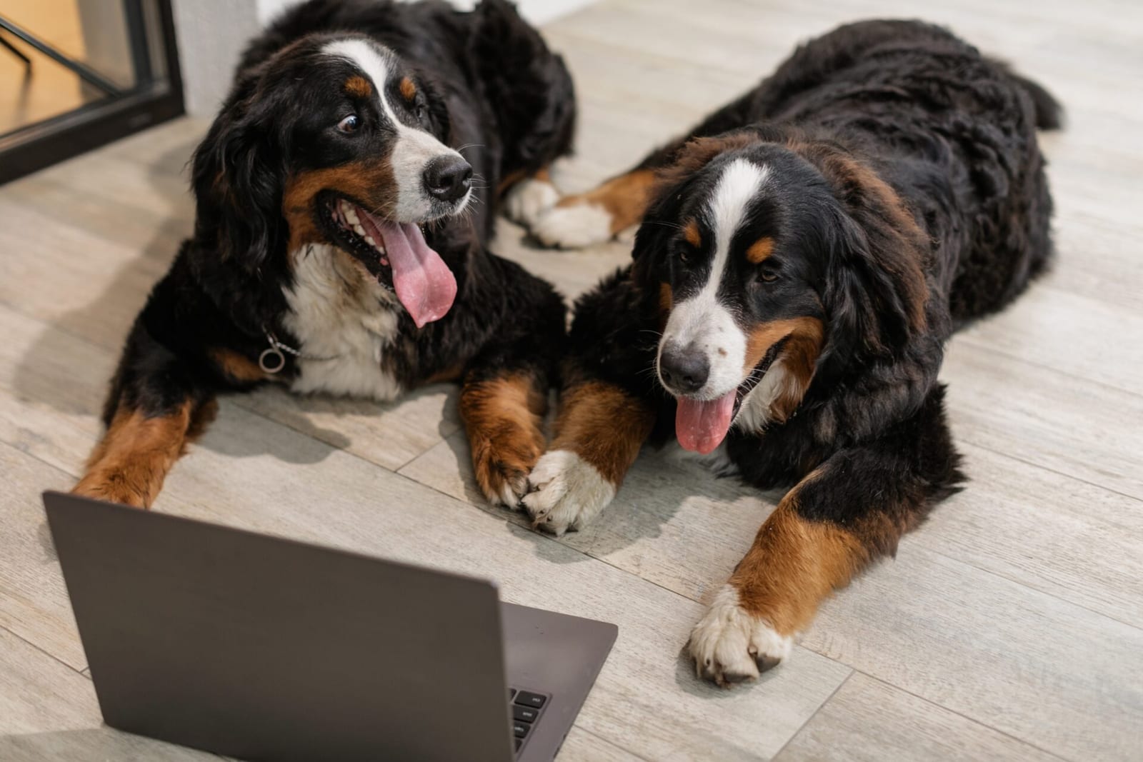 Bernese Mountain Dog