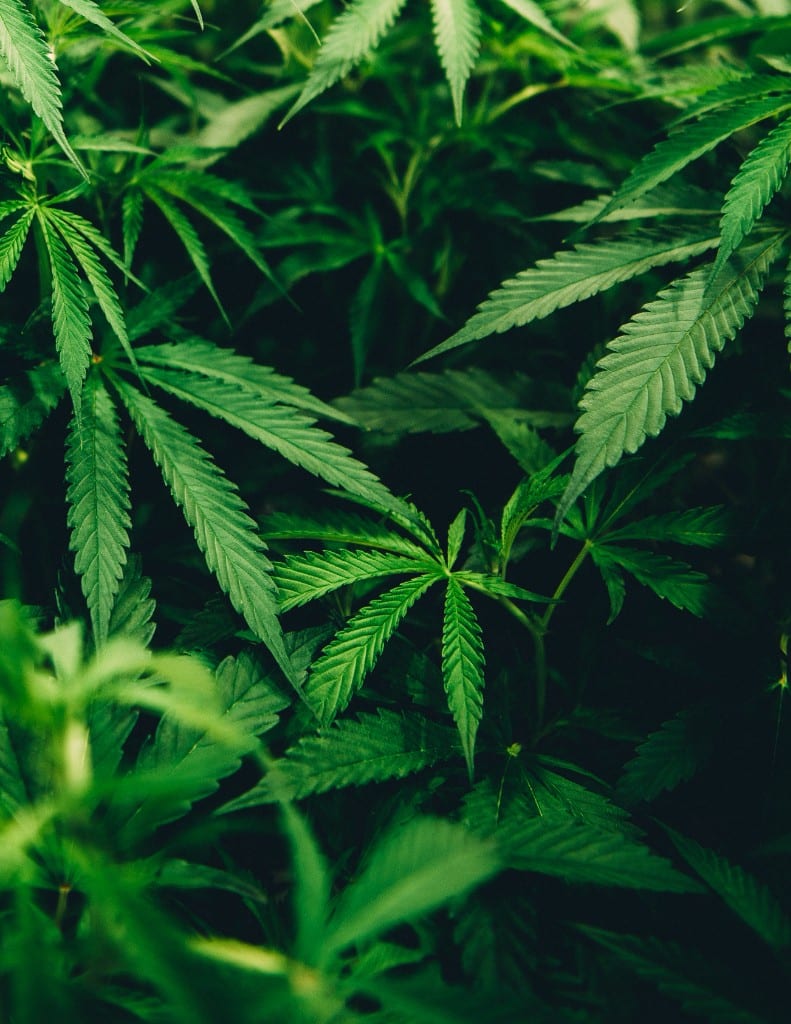 Marijuana