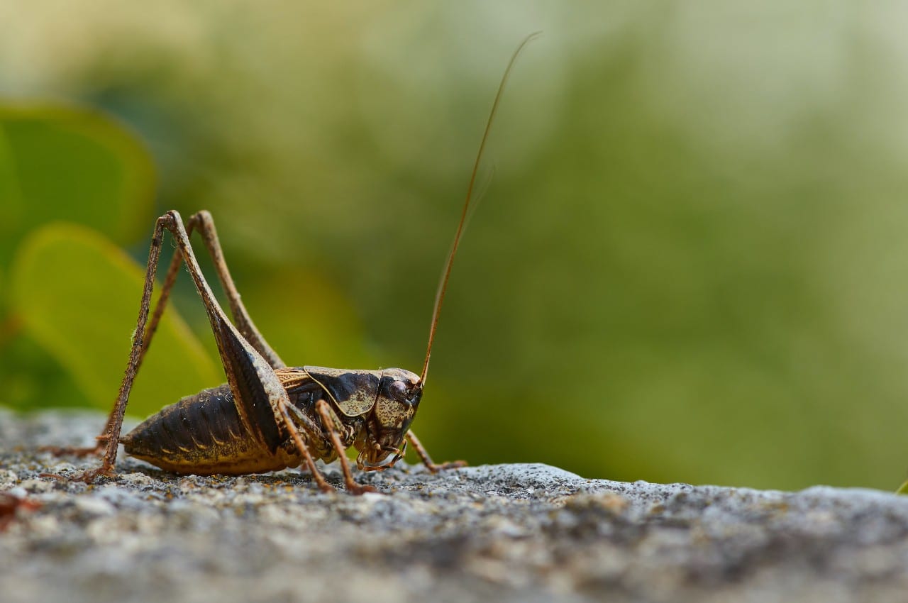 Svirpliai