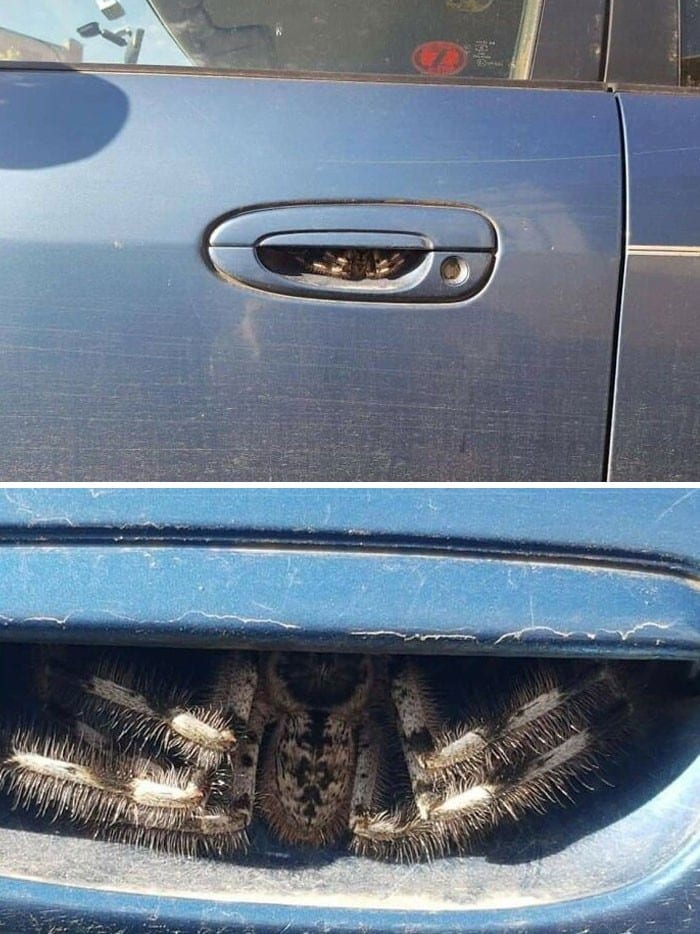 Tarantulas