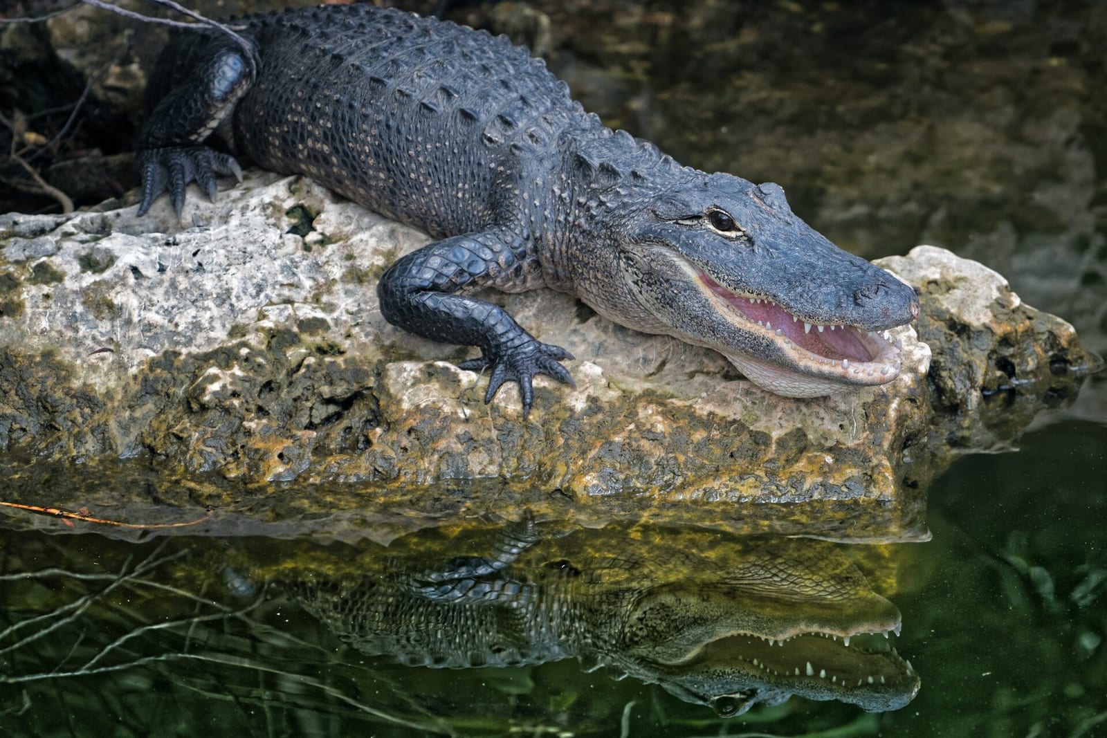 Aligatorius