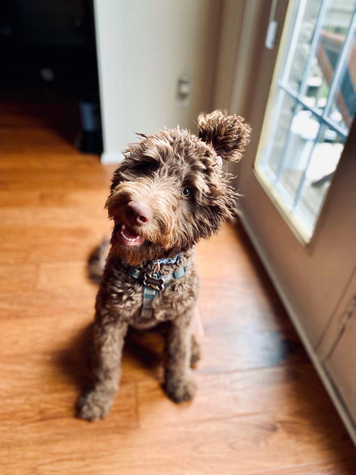 Labdradoodle