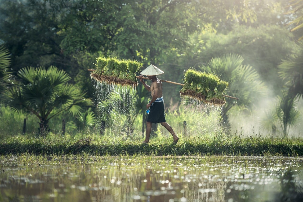 Vietnamas