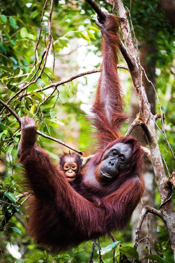 Orangutanas su mažyliu atogrąžu miškuose