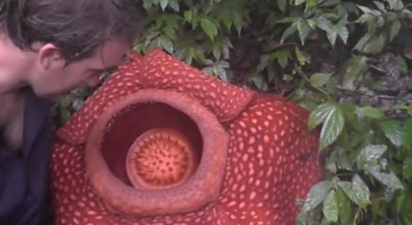 Gėlė