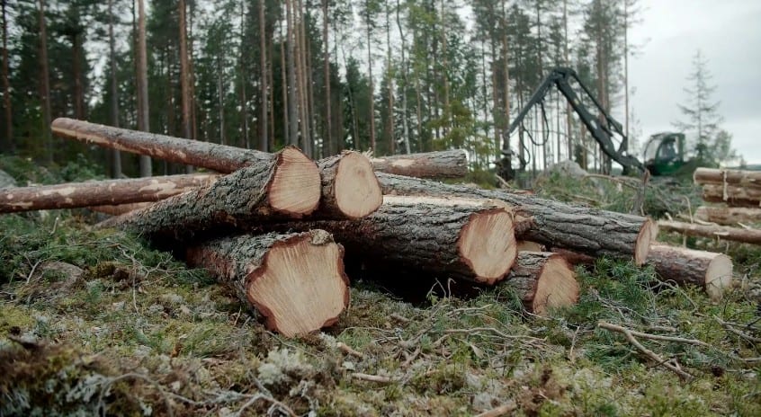 Miškų kirtimas