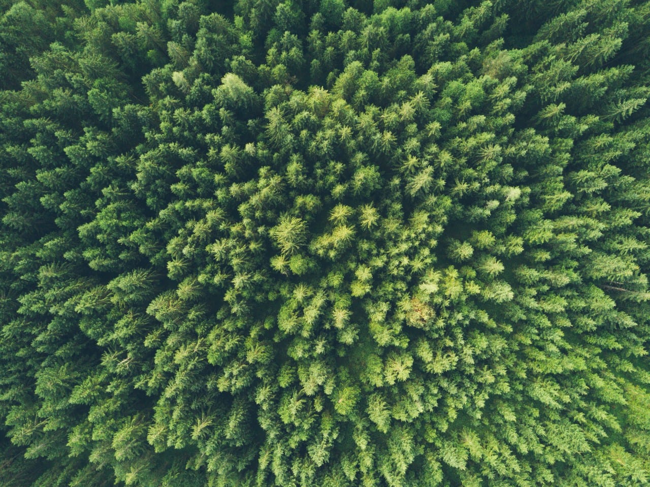 Klimatas